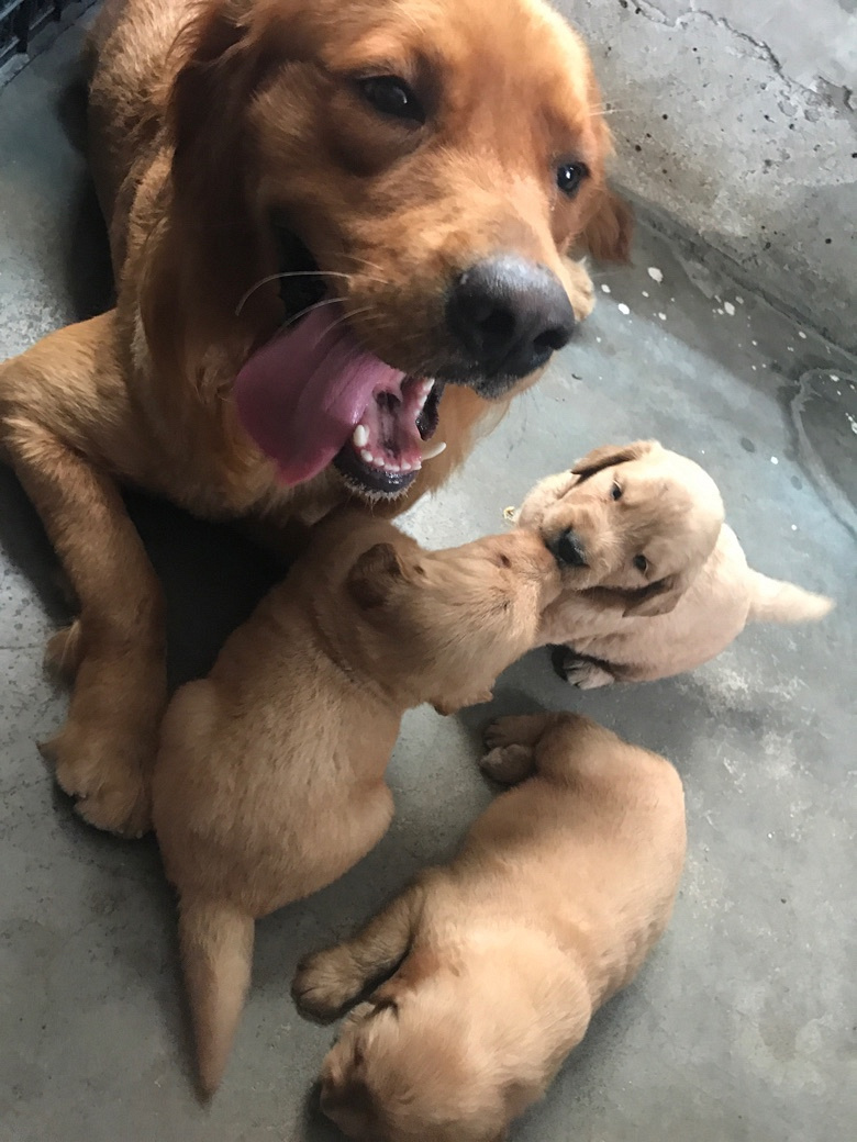��Һã�������������