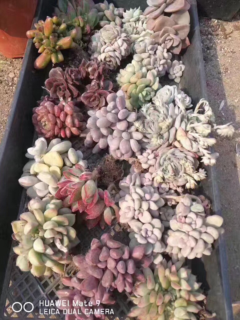 ϲ������Ŀ�����