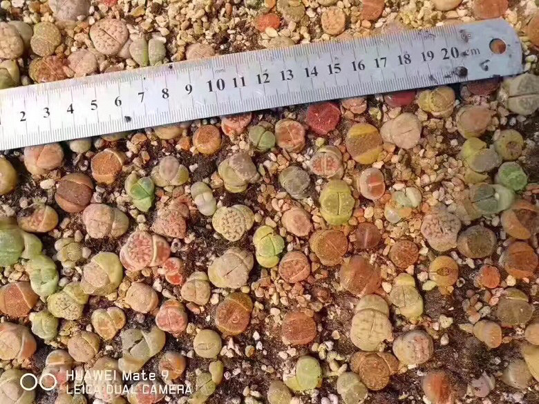 ϲ������Ŀ�����