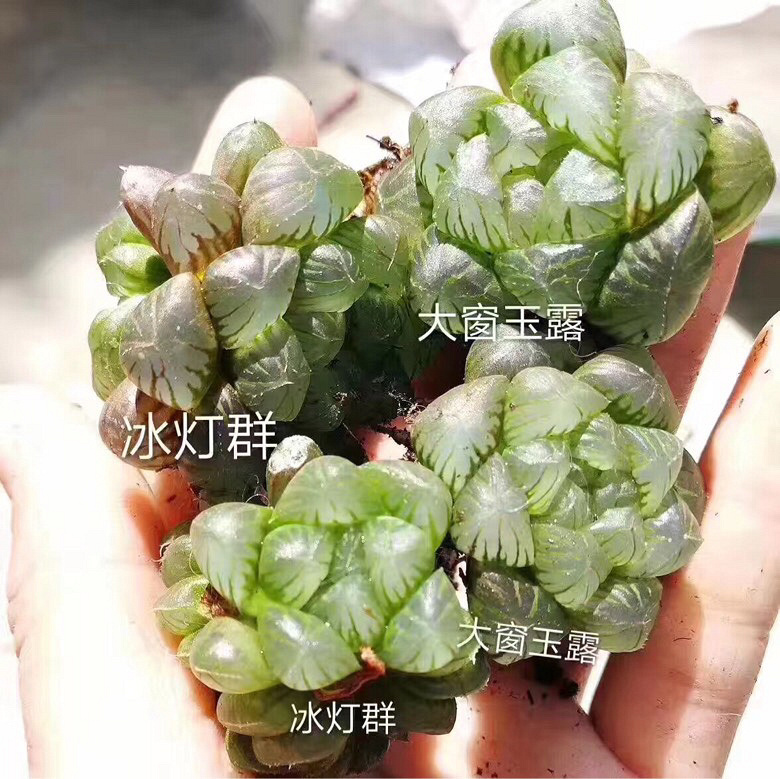 ϲ������Ŀ�����