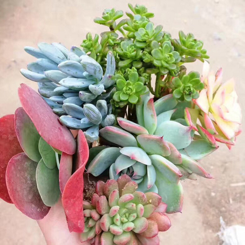 ϲ������Ŀ�����