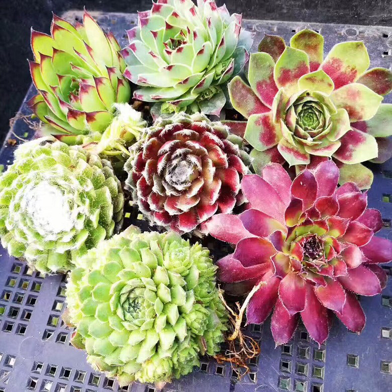 ϲ������Ŀ�����