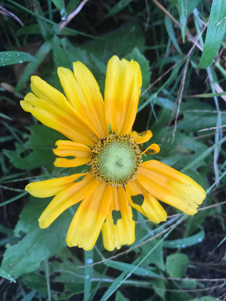 �ҵĻ����ǲ�ȱ