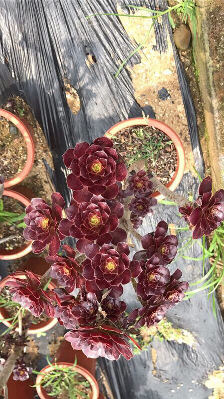 ǰ�����ܣ�������Ϯ