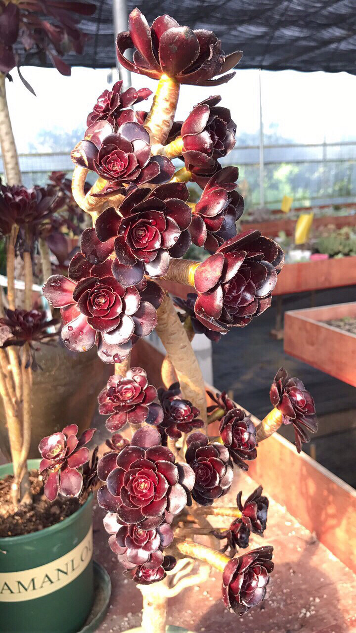 ǰ�����ܣ�������Ϯ