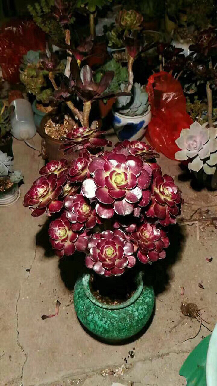 ǰ�����ܣ�������Ϯ