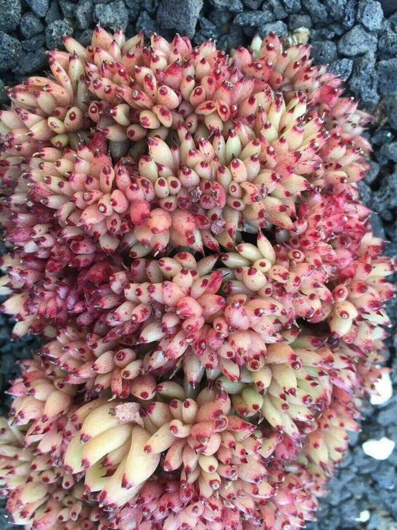 ǰ�����ܣ�������Ϯ