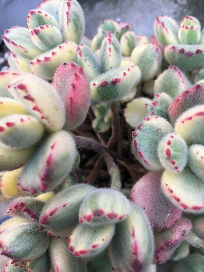 ǰ�����ܣ�������Ϯ