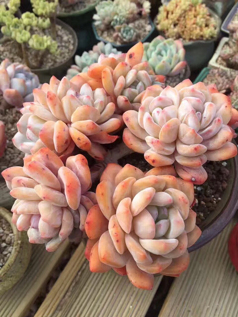 ǰ�����ܣ�������Ϯ