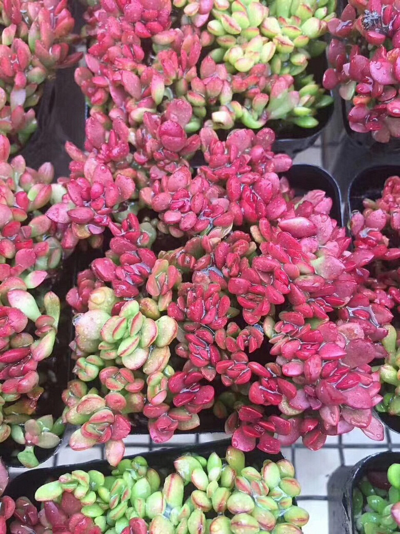 ǰ�����ܣ�������Ϯ