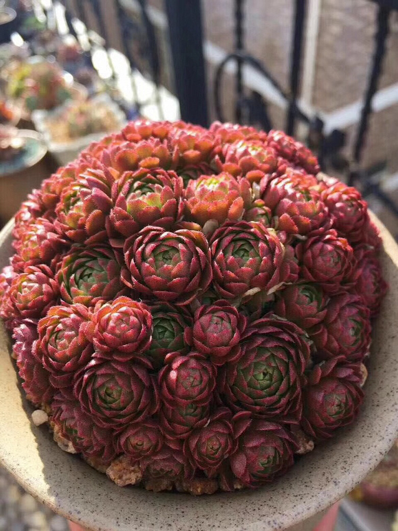 ǰ�����ܣ�������Ϯ