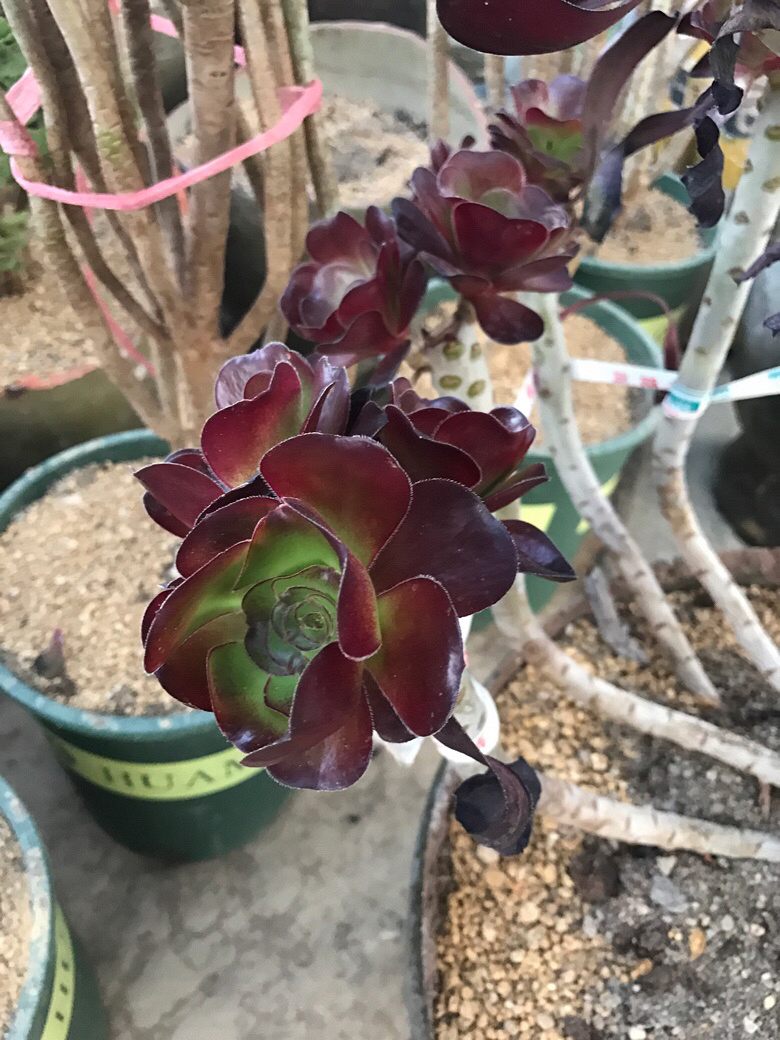 ǰ�����ܣ�������Ϯ