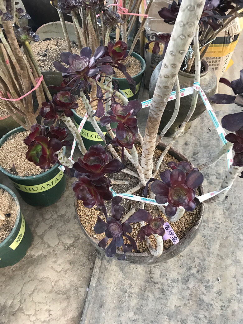 ǰ�����ܣ�������Ϯ