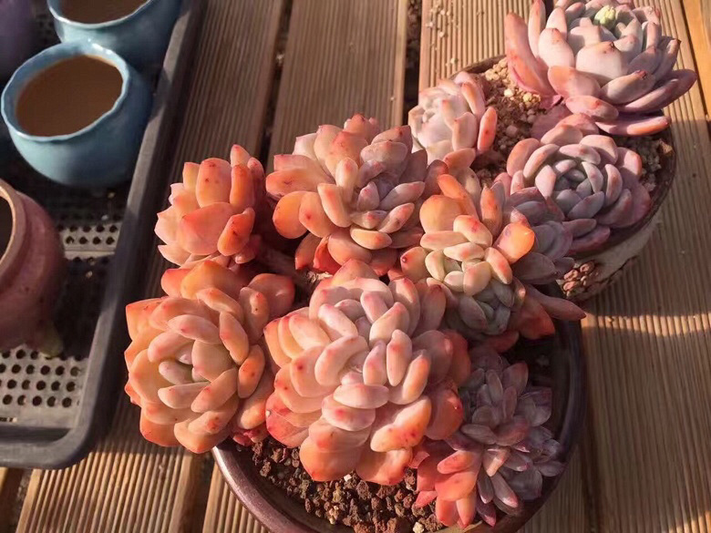 ǰ�����ܣ�������Ϯ