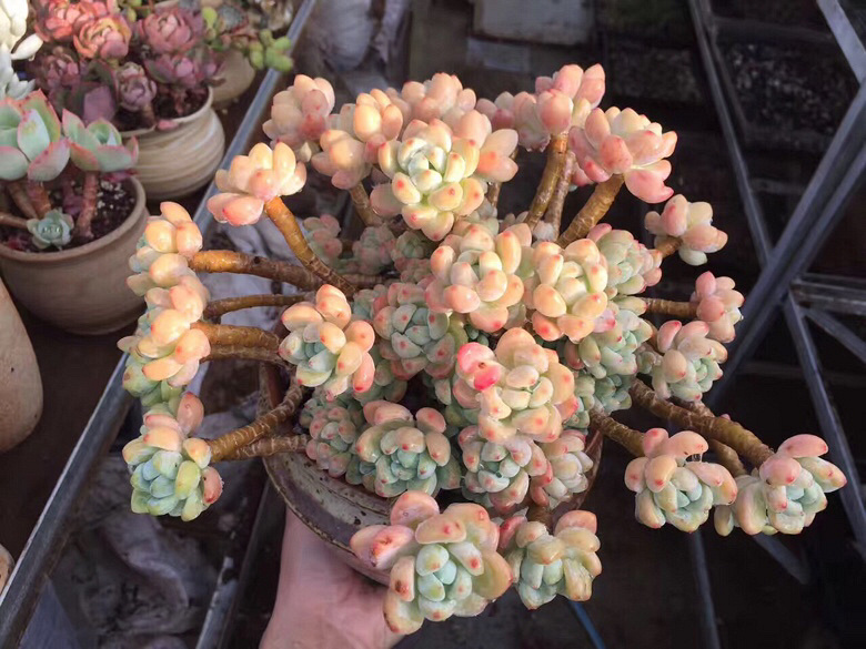 ǰ�����ܣ�������Ϯ