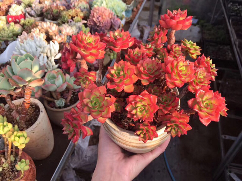 ǰ�����ܣ�������Ϯ