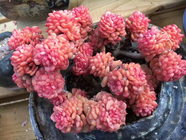 ǰ�����ܣ�������Ϯ