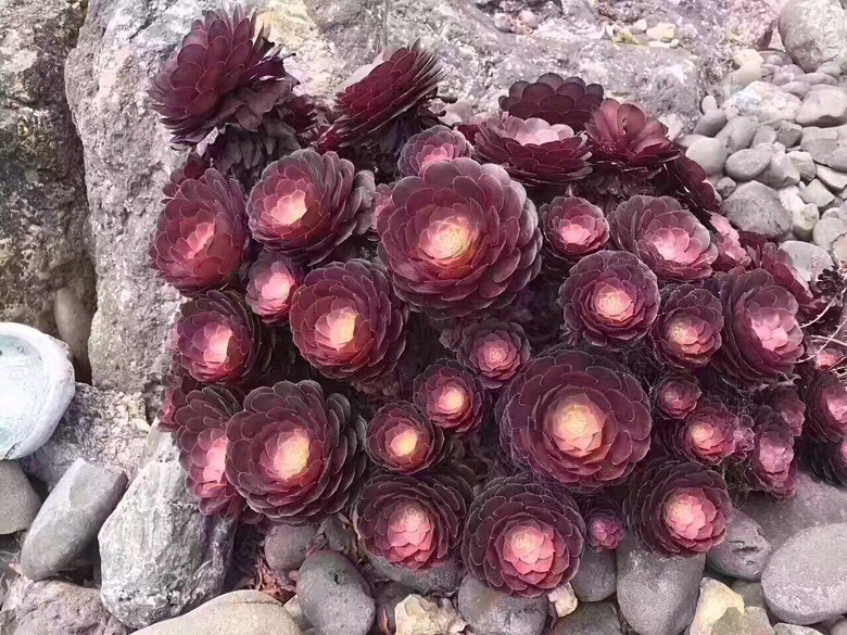 ǰ�����ܣ�������Ϯ