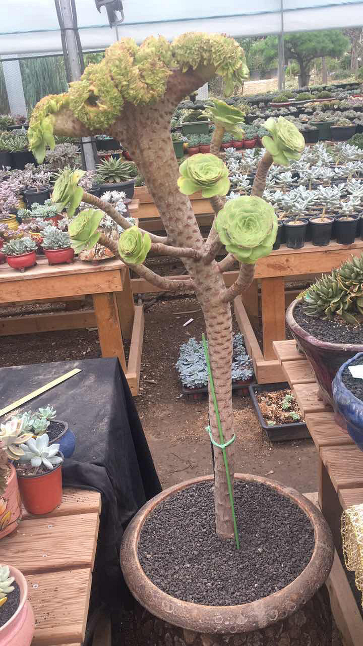 ���������Ŷ��ˣ�