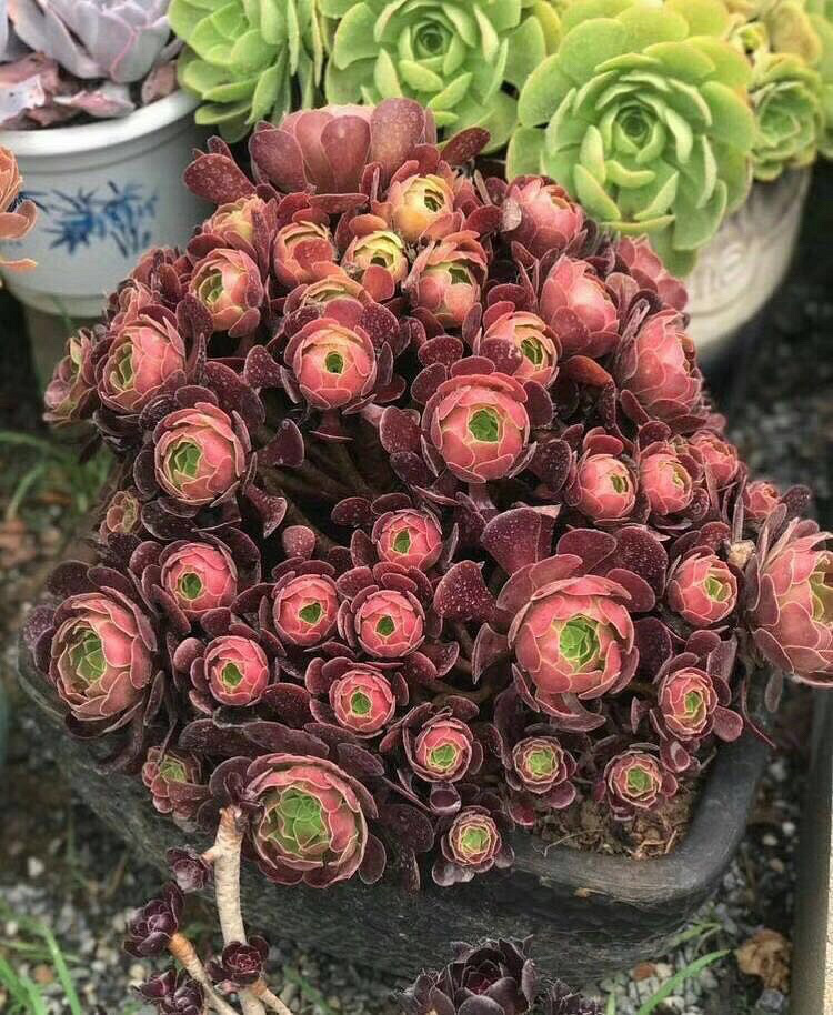 ���������Ŷ��ˣ�