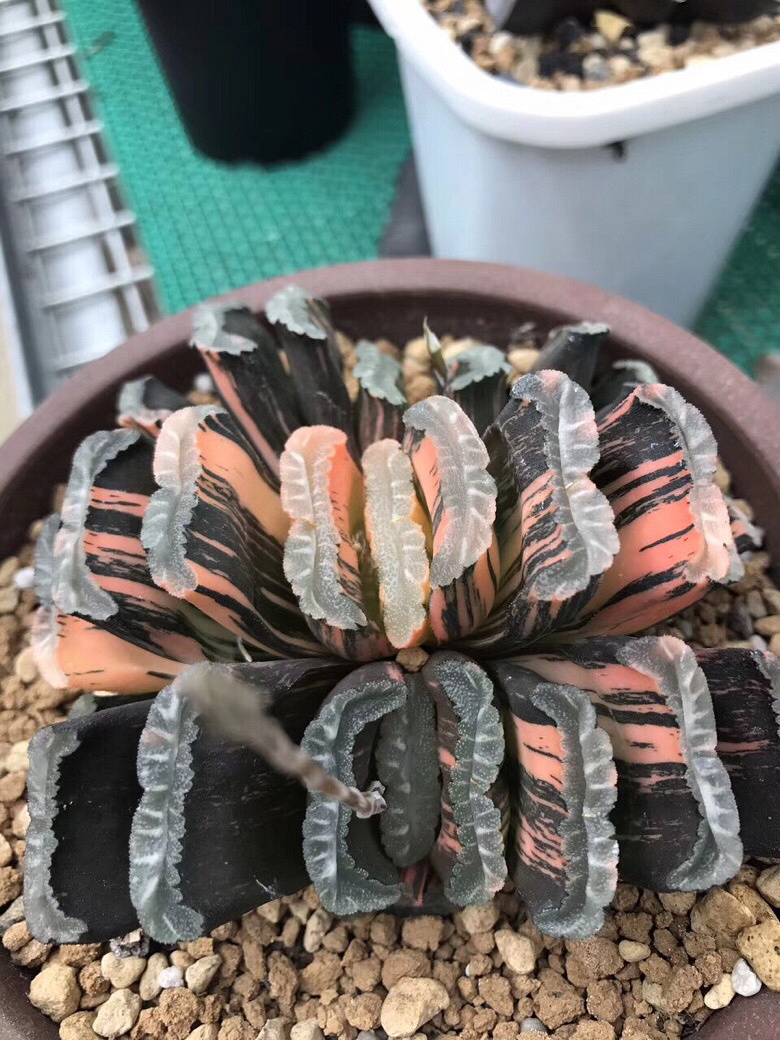 ���������Ŷ��ˣ�