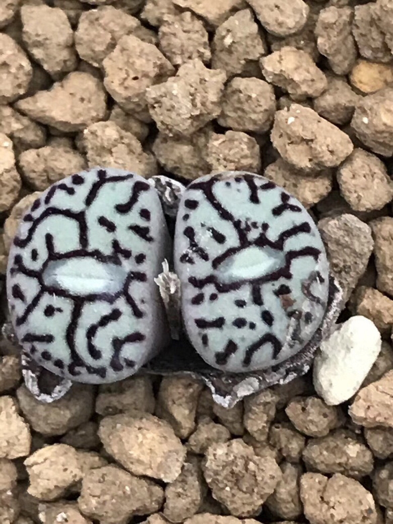 ���������Ŷ��ˣ�