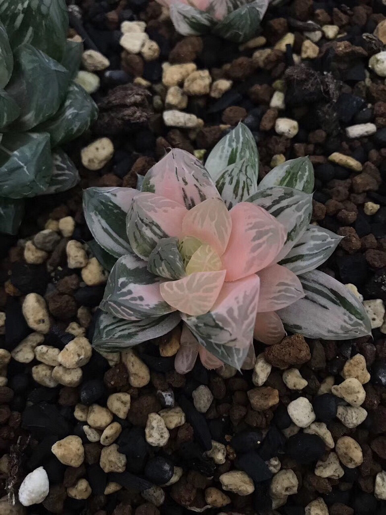 ���������Ŷ��ˣ�