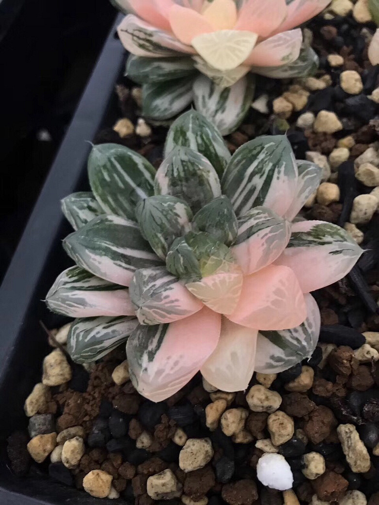 ���������Ŷ��ˣ�