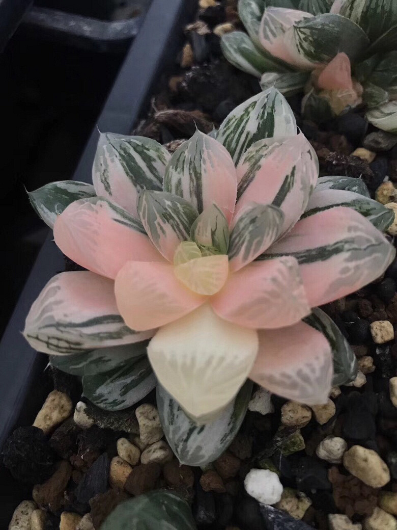 ���������Ŷ��ˣ�