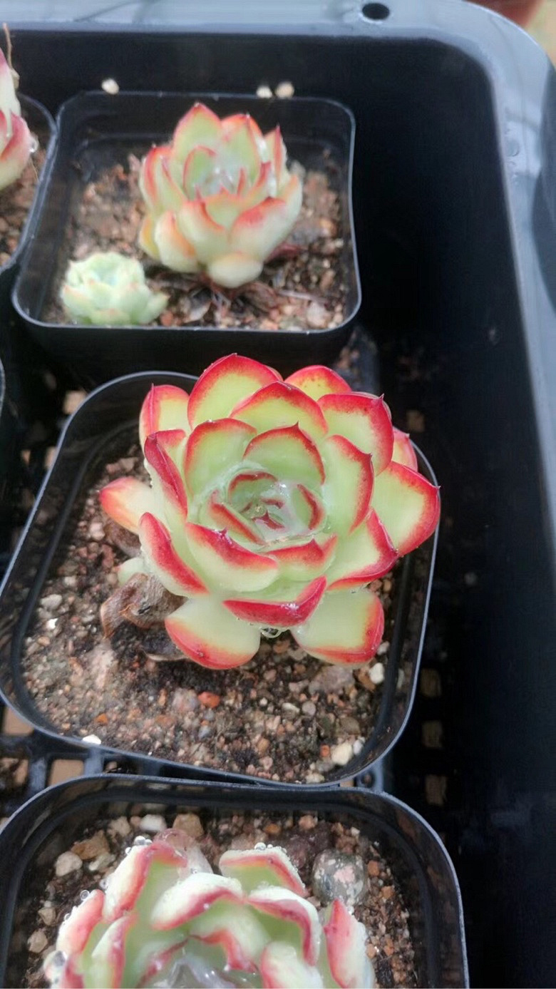 ���������Ŷ��ˣ�