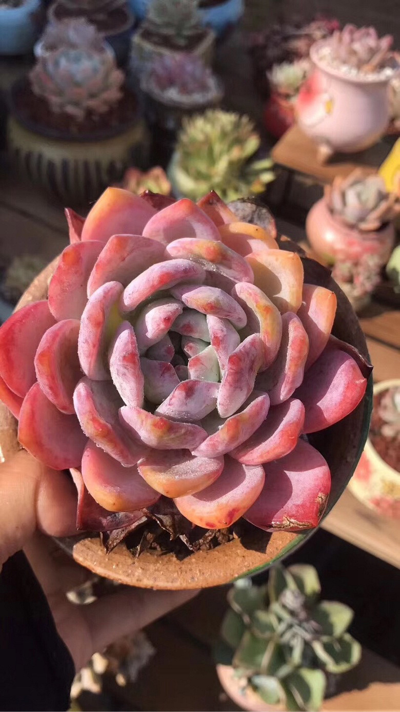 ���������Ŷ��ˣ�