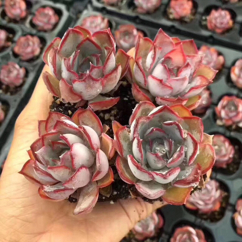 ���������Ŷ��ˣ�