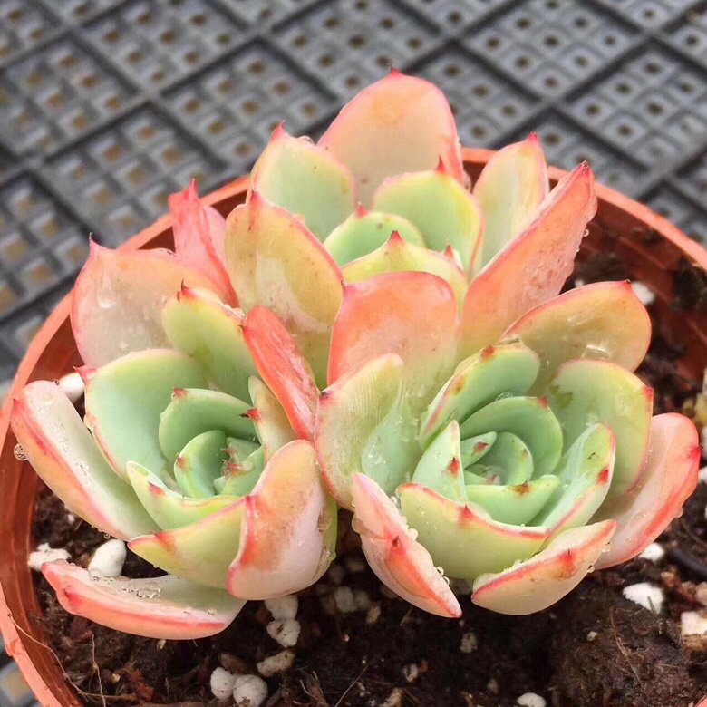 ���������Ŷ��ˣ�