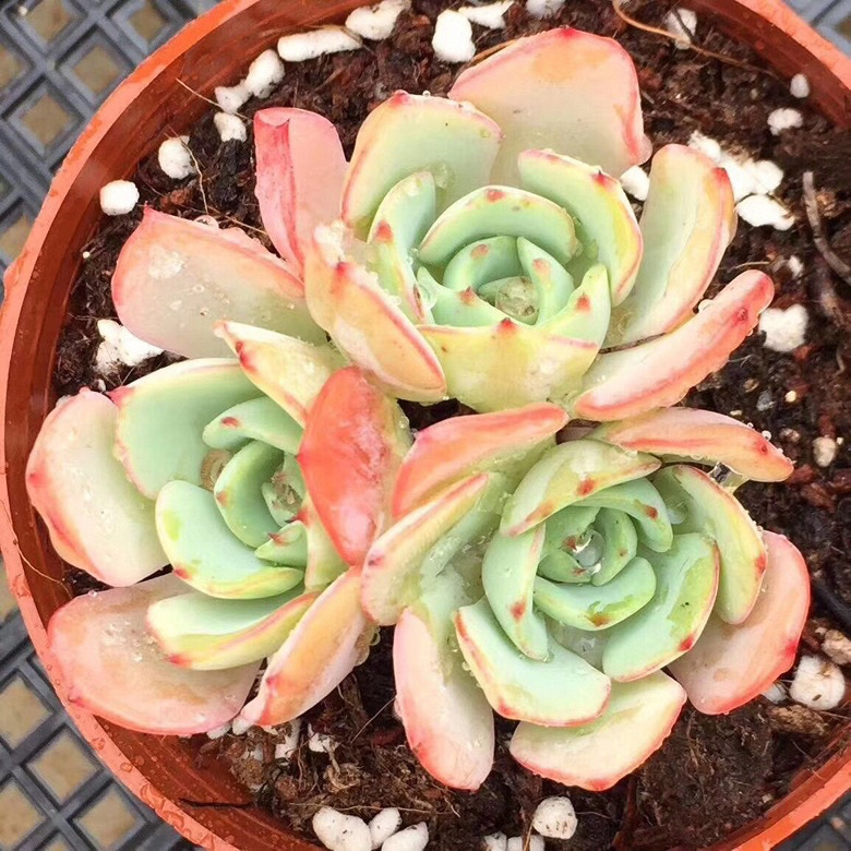 ���������Ŷ��ˣ�