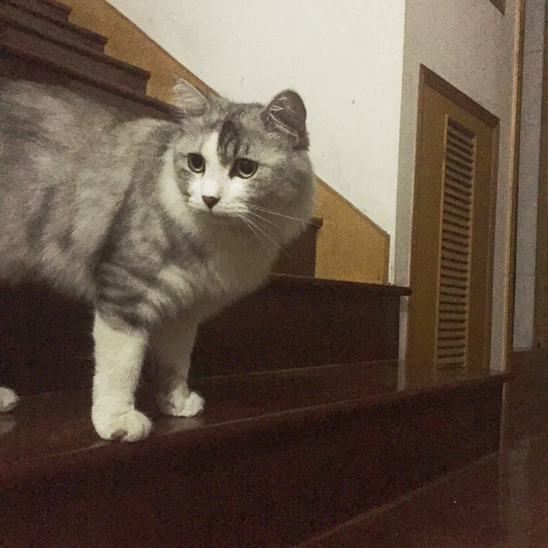 ������ֻ�������