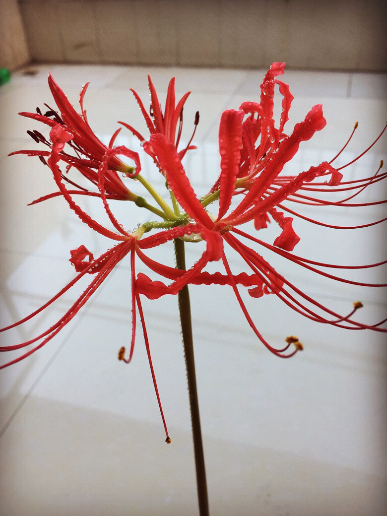 �˰�����