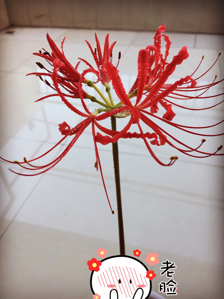 �˰�����