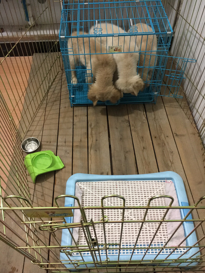 ɹ��_��ë������ֻ