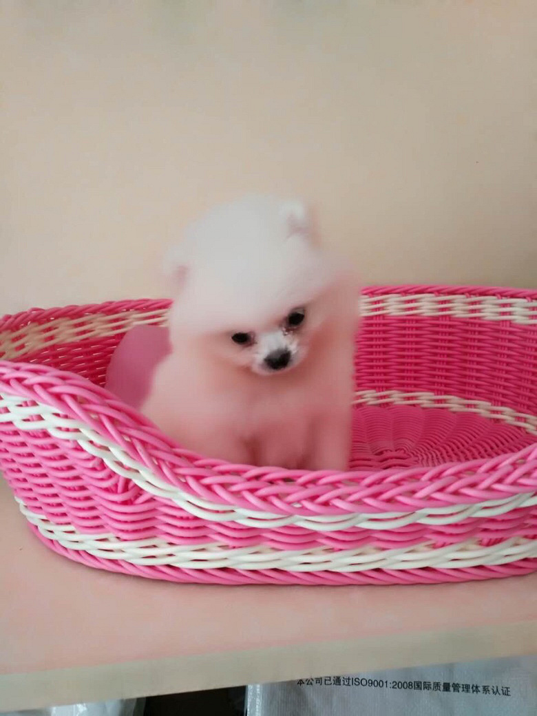 С�����ڰ�ɫ����
