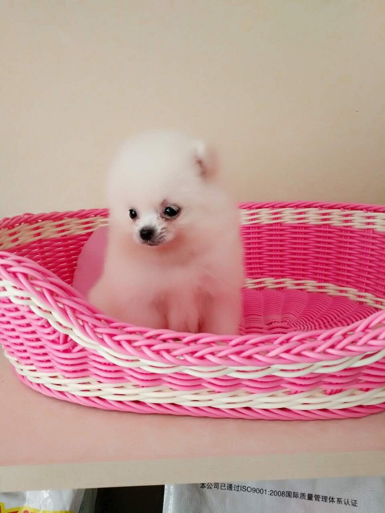 С�����ڰ�ɫ����