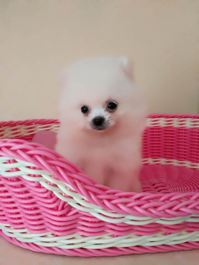 С�����ڰ�ɫ����