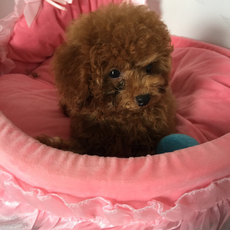 ת���Լ�����̩�Ϲ������