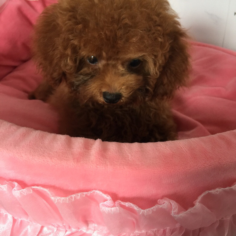 ת���Լ�����̩�Ϲ������