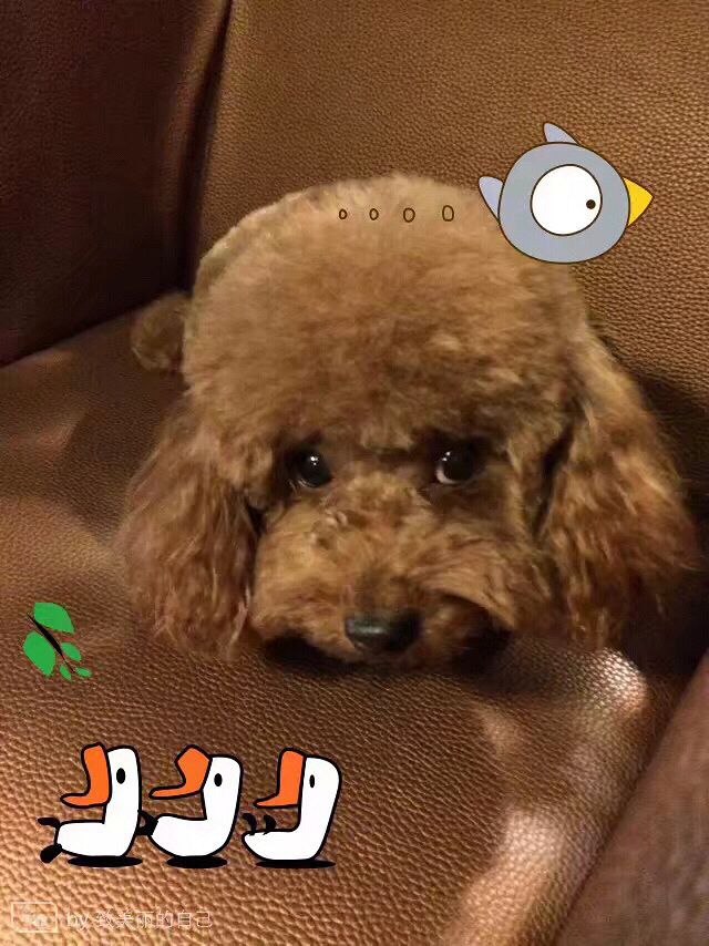 ��̩�������ĸ��һֻ