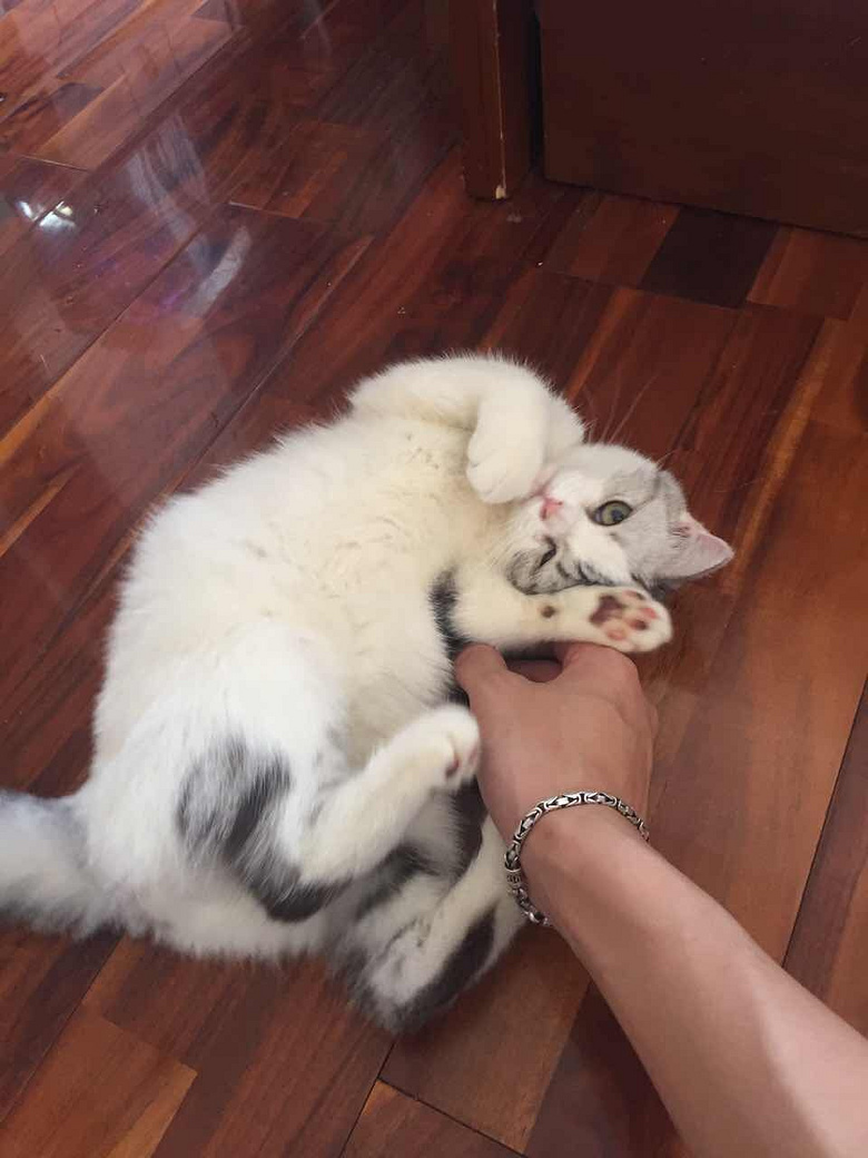�����󻨵ܵ�һö����������