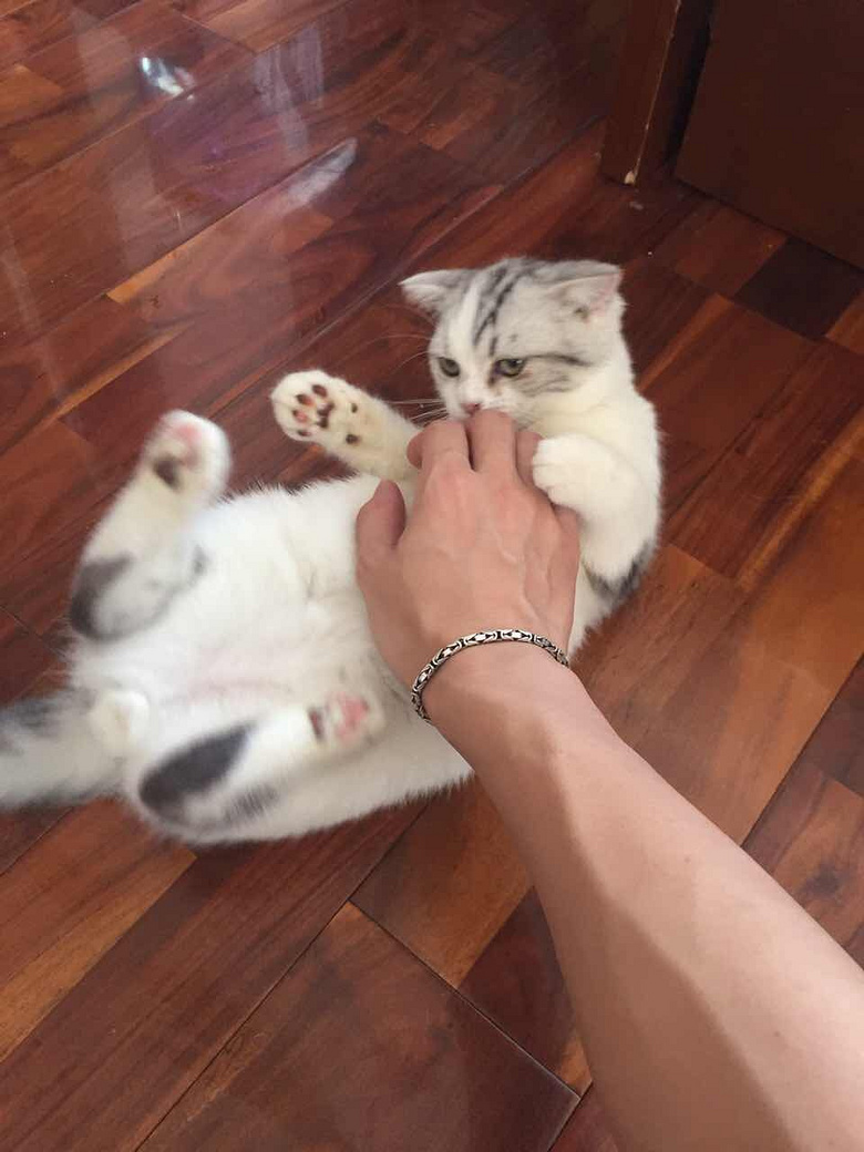 �����󻨵ܵ�һö����������
