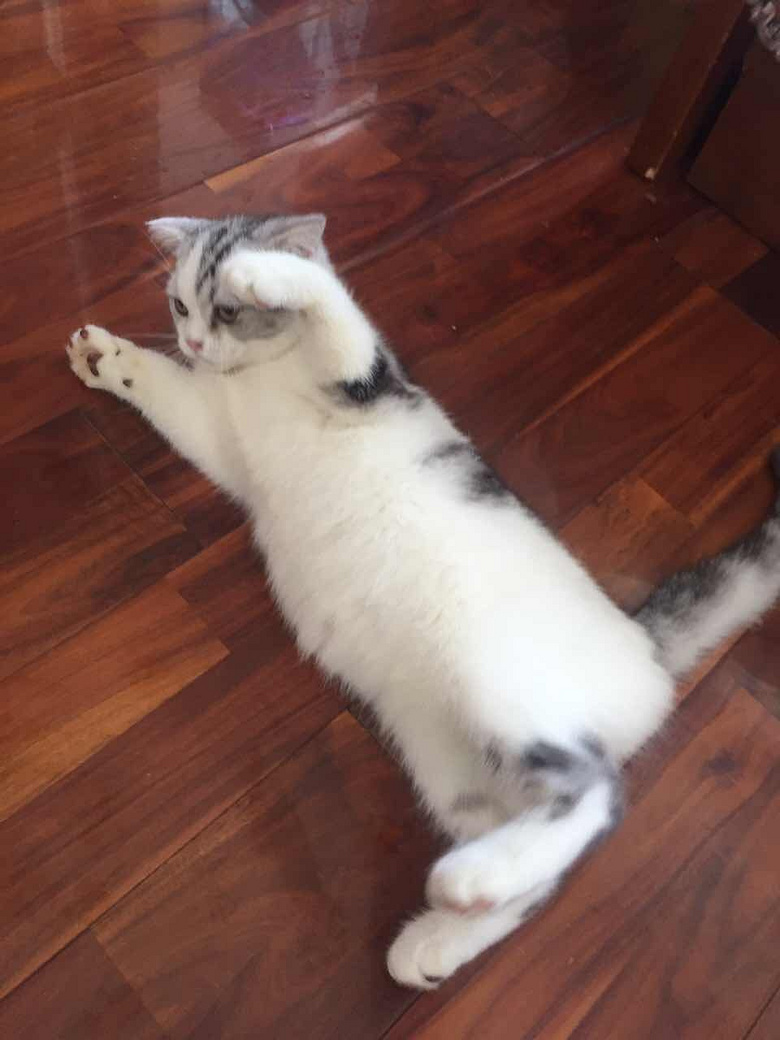 �����󻨵ܵ�һö����������