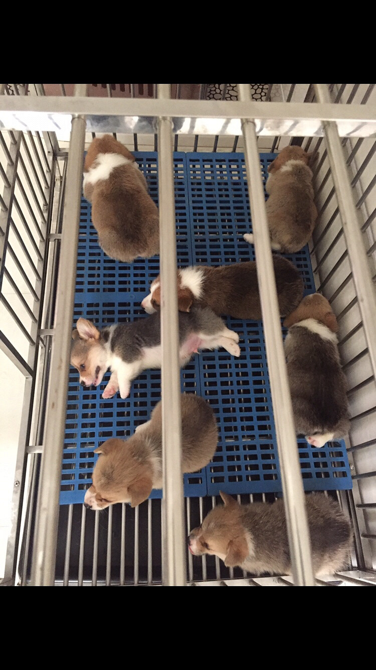 �»���Ȯ����