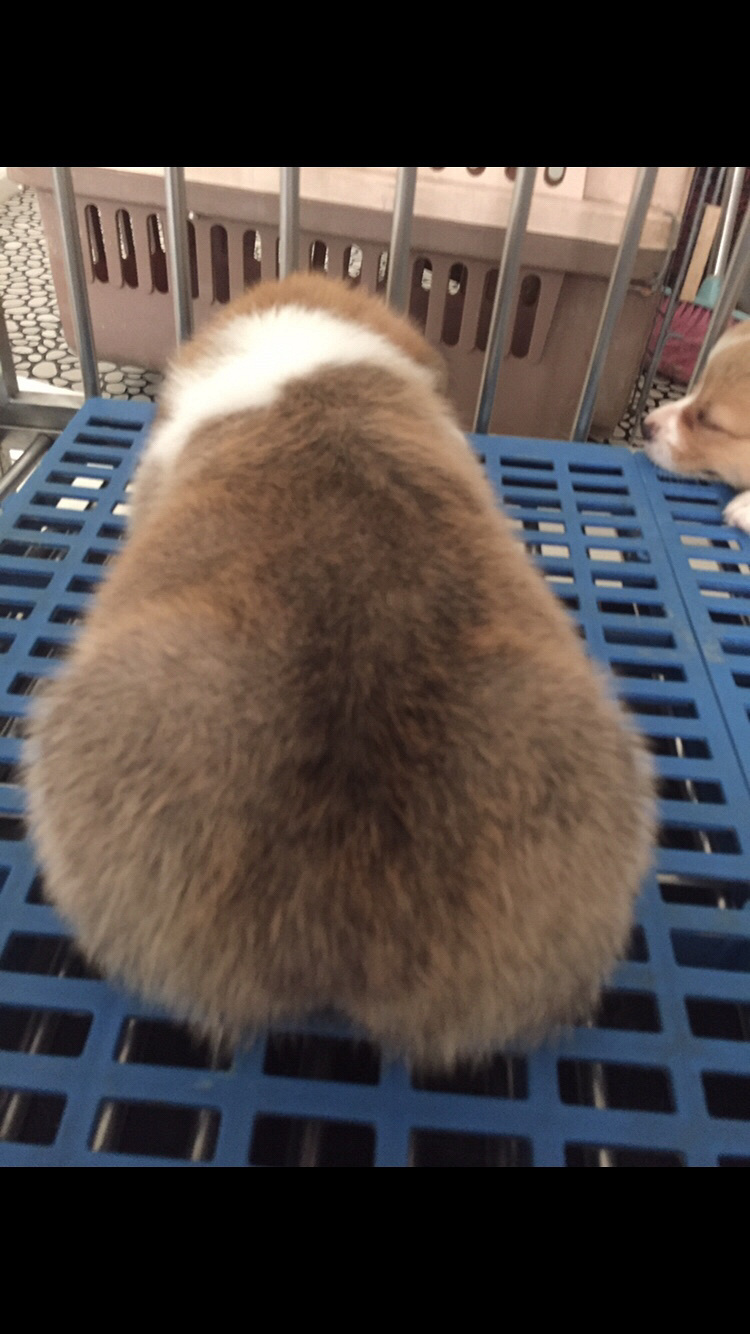 �»���Ȯ����