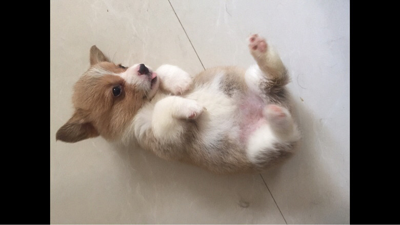 �»���Ȯ����